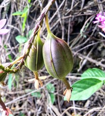 Epidendrum ackermanii