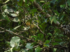 Macrosolen cochinchinensis