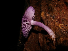 Fungi
