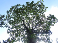 Artocarpus elasticus