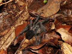 Plesiopelma