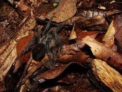 Plesiopelma