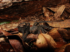 Plesiopelma