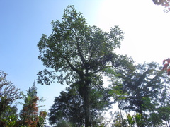 Artocarpus elasticus