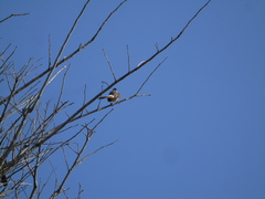 Pycnonotus aurigaster