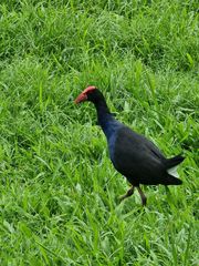 Porphyrio melanotus