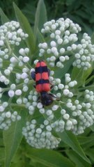 Trichodes crabroniformis