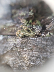 Cladonia botrytes