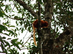 Leontopithecus rosalia