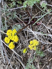 Lomatium cous
