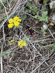 Lomatium cous