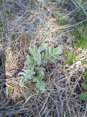 Psephellus sibiricus