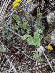 Lomatium cous