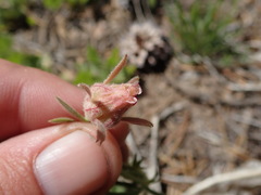 Geum triflorum