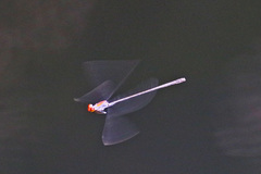 Neoneura aaroni