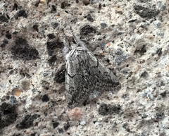 Pleromelloida