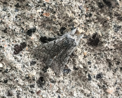 Pleromelloida