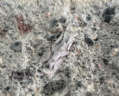 Egira crucialis