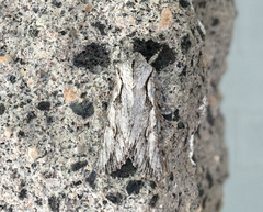 Egira crucialis