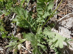 Geum triflorum