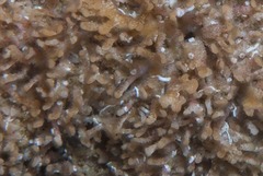 Gigantopora polymorpha