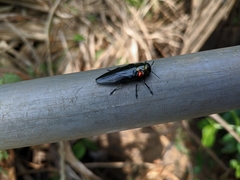 Belionota prasina