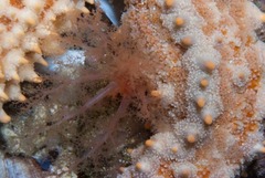 Thyone aurea