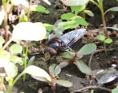 Copestylum mexicanum