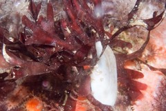 Acrosorium acrospermum