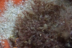 Polyopes constrictus