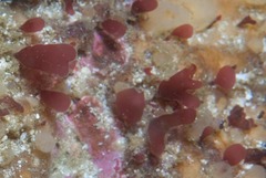 Acrosorium acrospermum