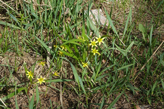 Gagea granulosa