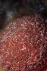 Gynandrocarpa placenta