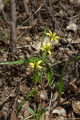 Gagea granulosa
