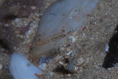 Mysidopsis major