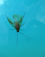 Shelfordella lateralis