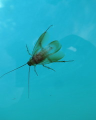 Shelfordella lateralis