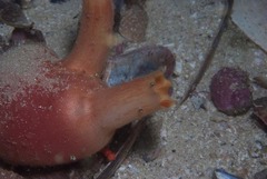 Ascidia incrassata