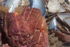 Austromegabalanus cylindricus