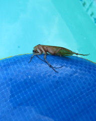 Shelfordella lateralis