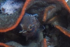 Chalaroderma ocellata