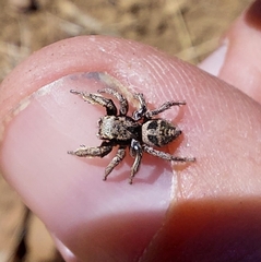 Habronattus coecatus