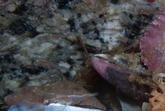 Mysidopsis major