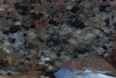Mysidopsis major