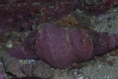 Lugubrilaria lugubris