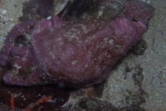 Cymatiidae