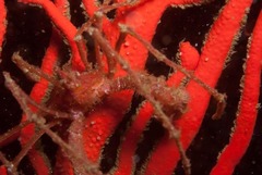 Macropodia falcifera