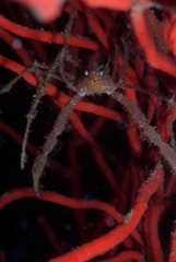 Macropodia falcifera