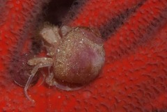 Anapagurus hendersoni