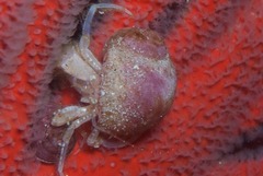 Tectonatica tecta